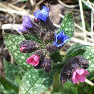 PULMONARIA MRS.MOON SHADE PLANT/ROOT EARLY SPRING FLOWERS 