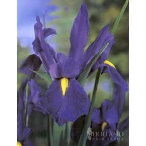  ProfessOr Blauw Dutch Iris   12 rhizomes: Patio, Lawn 