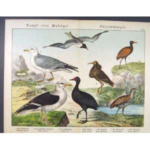 Seagull Gull Birds German Color Antique Print C1880 Art 