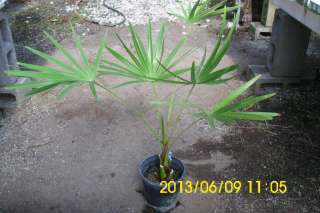 Livistona nitida Live Droopy Australian Palm Tree 1 Gal  