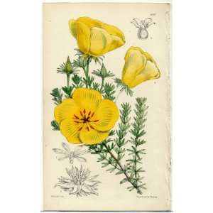  Antique 1875 Curtis Botanical Print   Balbisia 