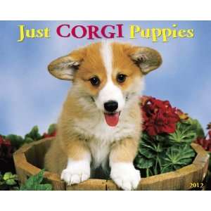  Corgi Puppies 2012 Wall Calendar