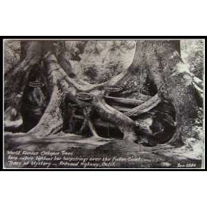   Photograph Postcard   The trees of Mystery / World Famous Octopus Tree