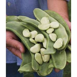  Bean Lima, Big Mama Pkt. (1 lb., 450 seeds) Patio, Lawn 