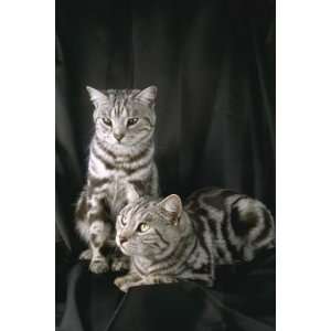   of Top 100 Pedigree Cats Canvas Art British Shorthair