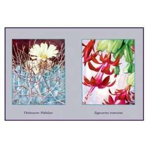 Exclusive By Buyenlarge Thelocactus Nidulans 12x18 Giclee on canvas 