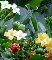 Fagrea berteriana Perfume Tree FRAGRANT exotic 10 seeds  