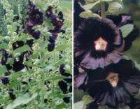 Hollyhock Black (Alcea rosea nigra)   500+ SEEDS  