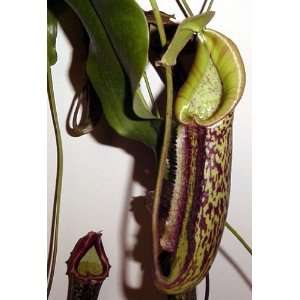  Miranda Velvet Pitcher Plant   Nepenthes   Carnivorous 