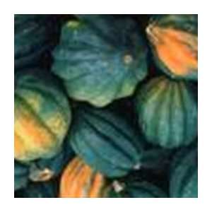  Organic Acorn Squash   1/8oz. Bulk Vegetable Seed Patio 