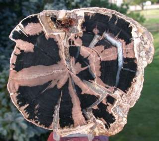 SiS GIANT Size Wyoming Petrified Wood Round   PERFECT  