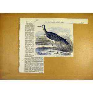  Sandpiper Bird Totanus Bartramius Animal Print 1855