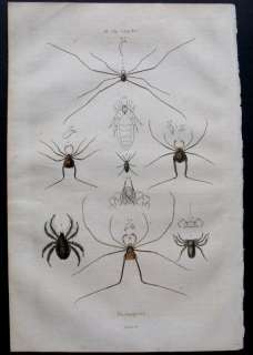 1839 GUERIN PRINT DETAILS ARACHNIDS PHALANGIEN SPIDERS  