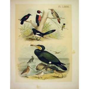  Humming Birds Flicker Tropial Birds Of America 1878