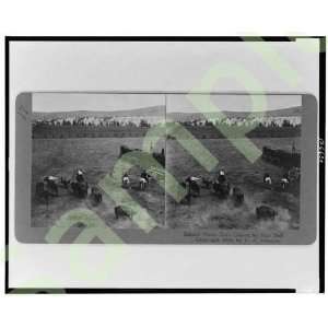  Center horse gets chased by mad bull 1909 Stereograph 