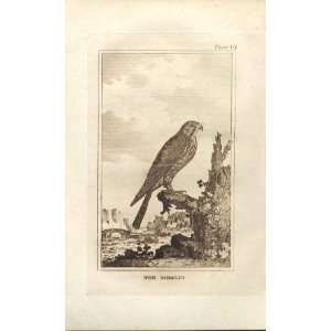  The Merlin Hawk 1812 Buffon Birds Plate 19