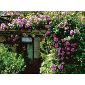  Climbing Angel Face Rose By Collections Etc Patio, Lawn 