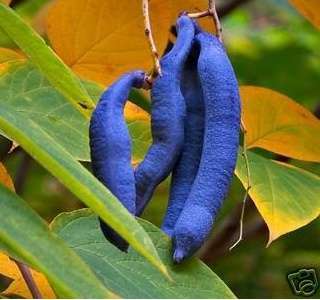 Gespensterpflanze   Blaugurke   rosa Banane Pflanzen die nicht jeder 