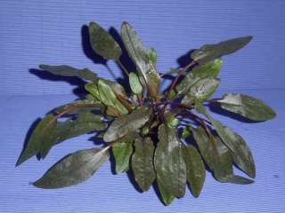 Cryptocoryne wendtii brown   Aquarienpflanze  