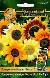 22067 Zwerg Sonnenblumen Ministars Blumen Samen Saatgut  