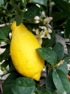 Den Zitronenbaum (Citrus limon) kennt jeder aus den südlichen 