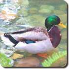 duck by stream leather coaster ab du73sc express delivery available