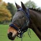  black beauty horse