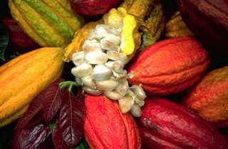 LIVE CHOCOLATE Tree RARE FRUIT of Gods CACAO PLANT Theobroma cacao 