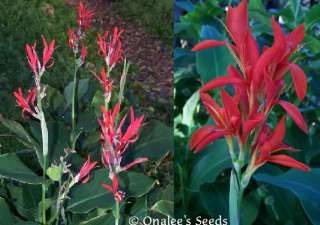 20+ RED Canna Lily Seeds, Compact Tropicals,Indian Shot  