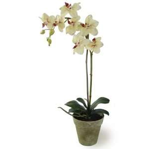 Phalaenopsis orchid in pot 22H yellow