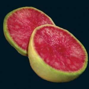  Radish   Chinese Red Meat (Watermelon) Heirloom 200+ Seeds 