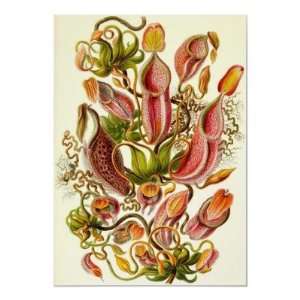  Ernst Haeckel   Nepenthaceae Print