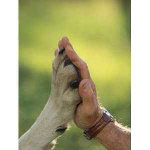 Jim Dutcher Places His Hand to the Paw of a Gray Wolf, Canis Lupus 