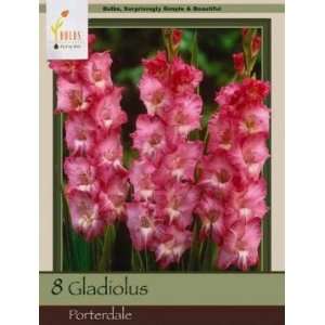   Farms Gladiolus Porterdale Pack of 8 Bulbs Patio, Lawn & Garden