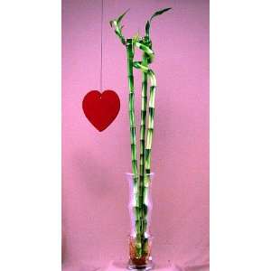  Bamboo Bouquet without Vase   3 Stems Feng Shui: Patio, Lawn & Garden