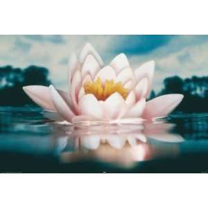  Lotus Flower floats PAPER POSTER measures 36 x 24 inches 