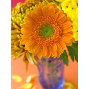Gerbera, Close up of an Orange Flower in a Glass Vase Photographic 