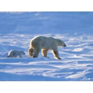 Polar Bear with a Cub, (Ursus Maritimus), Churchill, Manitoba, Canada 