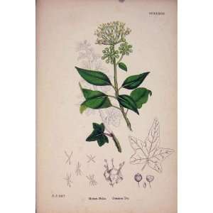  Ivy Green Plant Leave Flower Colour Old Print C1878