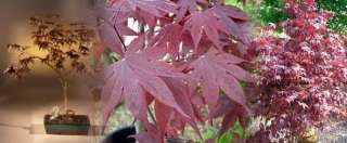 Bloodgood Japanese Maple 7 Seeds   Acer  Bonsai  