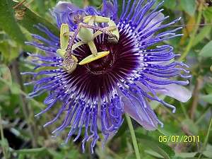   blue & white passion flower vine Passiflora Purple Haze PLANT  