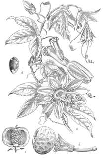 Passion Flower herb ( Passiflora incarnata ); 250 g  