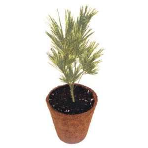  Grow Your Own Pine Tree ~ Easy Kit ~ Go Green Everything 