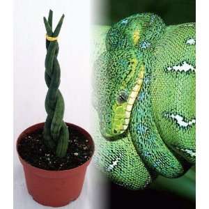  Braided Green Python Snake Plant   Sanseveria   Impossible 