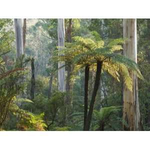 Tree Ferns, Yarra Ranges National Park, Victoria, Australia, Pacific 