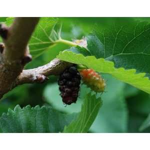 Morus Nigra   Black Mulberry  Garden & Outdoors
